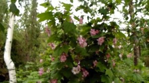 Рубус, малиноклён, малина душистая! Неприхотливая красота!