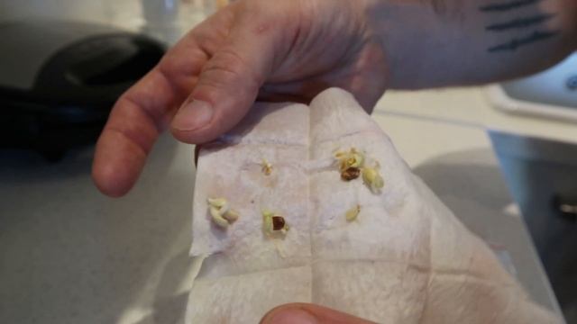 Как вырастить МАНДАРИН в домашних условиях из косточки. смотреть онлайн