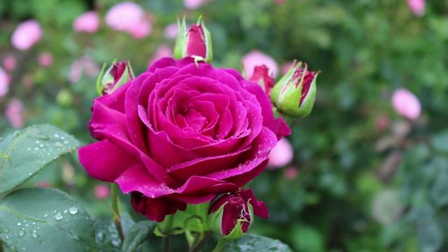 Роза Биг Перпл - пурпур и фиолет, удивительно красива!