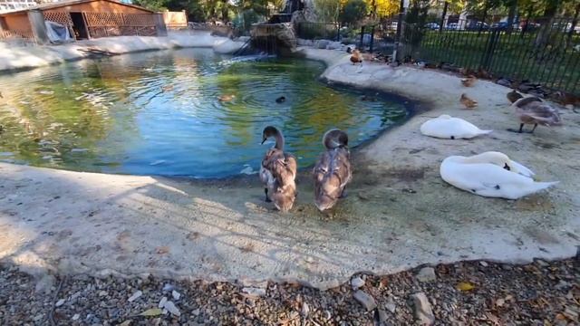 Ейск. 14 октября с Покровом пресвятой богородицы. Колокольный звон! смотреть онлайн