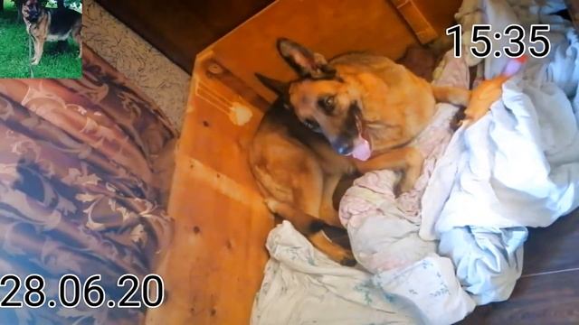 Собака рожает.Немецкая овчарка признаки ,предвестники,поведение собаки  62-63 день .2 день