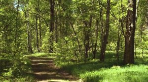 Шум ветра в лесу / Скрип деревьев / Пение птиц , звуки леса