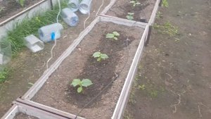 автопроветривание и автополив теплицы. 2019 г.