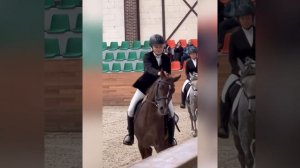 Инглиш плежер: что за дисциплина такая? Арабская порода лошадей