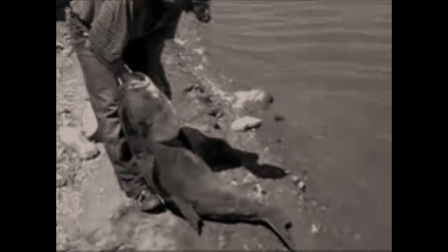 Толстолобик на 46кг. смотреть онлайн