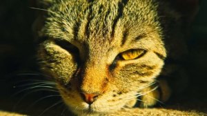 Спокойной ночи сладких снов