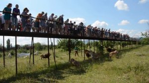 Завтрак  львов в Тайгане .Парк Львов в Крыму
