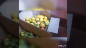 Томатный сок, закатываем на зиму