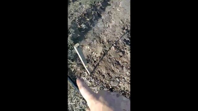 Осенняя посадка клубники 13 октября смотреть онлайн