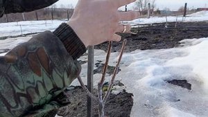 Обрезка черешне на второй год посадки по системе KGB.