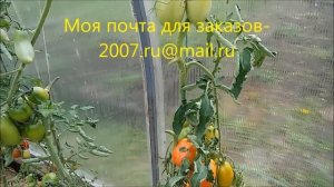 Минусинский местный томат Удлиненный