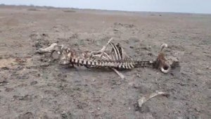 Как Поймать Шакала➠Нашли Пристанище Шакалов и Волков Канал Рыбалка в Дагестане