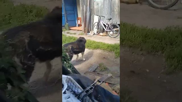 мои любимые животные 🐱🐶🐣 смотреть онлайн