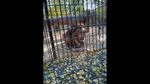 Лев зевает   Какие зубки   Зоопарк в Барнауле