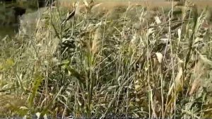 Рыбалка в Новочеркасске. С р.Аксай выпускаем сазанчиков,карасиков в прудик...