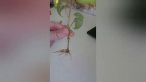 Бегонию беллеконию черенкую . Как я смогла быстро #размножить бегонию