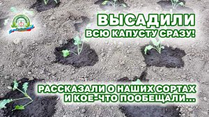 Высадили всю нашу капусту!