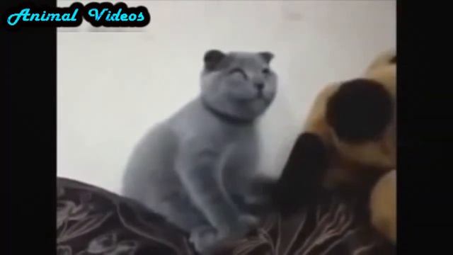 Приколы с животными №29 Кот удивился Смешные животные Animal videos смотреть онлайн