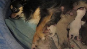 Слабонервным не смотреть!!! Кесарево на дому. Первые роды. Щенки чихуахуа!