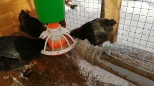 КУРЫ Маран уход и содержание