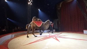 Цирк "Арена" 2023