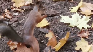 AUTUMN  beauty trees, squirrel ️️️ fain, days белка ️️️осень