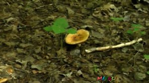 Грибы Валуи и Фиолетовый Чудо   Гриб