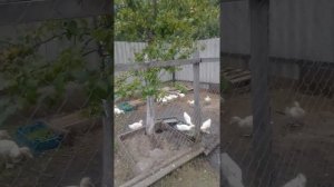 куры, утка-гусь выращивание и забой..Муларды-выращиваем два раза за лето..