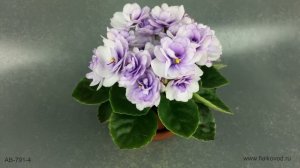 Минифиалка с шапкой сиреневых цветов - АВ-Кисельные Берега