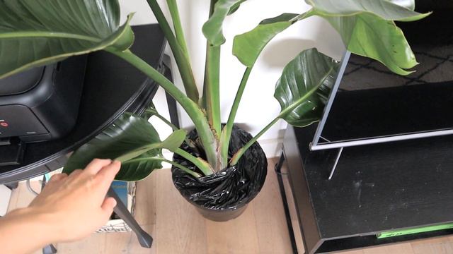 PLANT TOUR   Indoor Houseplant Collection  Propagation Tips!