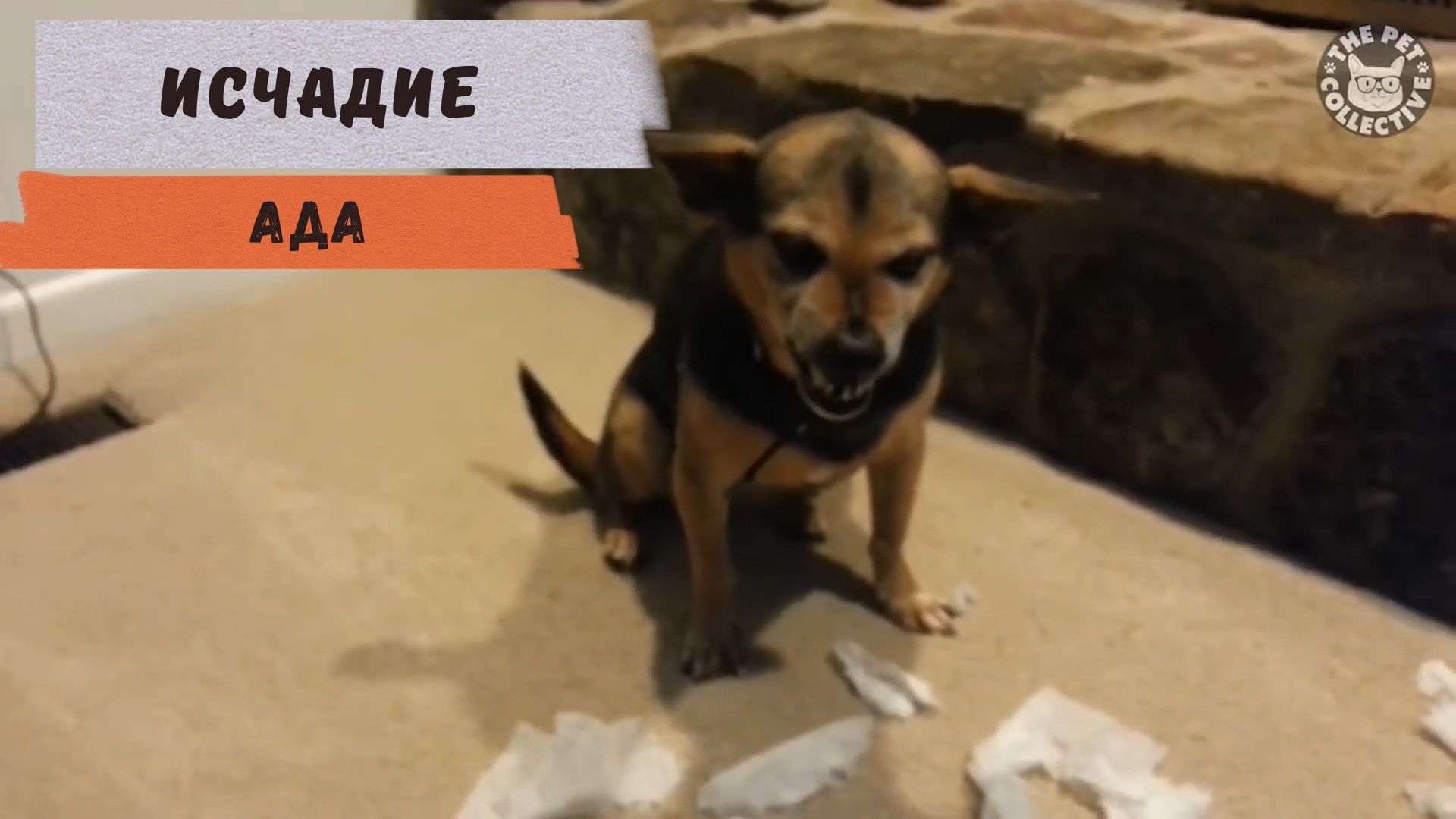 Темные псы | Подборка видео с забавными собаками 2023 смотреть онлайн