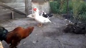 Павловские золотистые куры, цесарки и утки