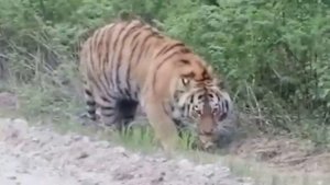 В Приморье местные жители увидели тигра и решили его накормить///