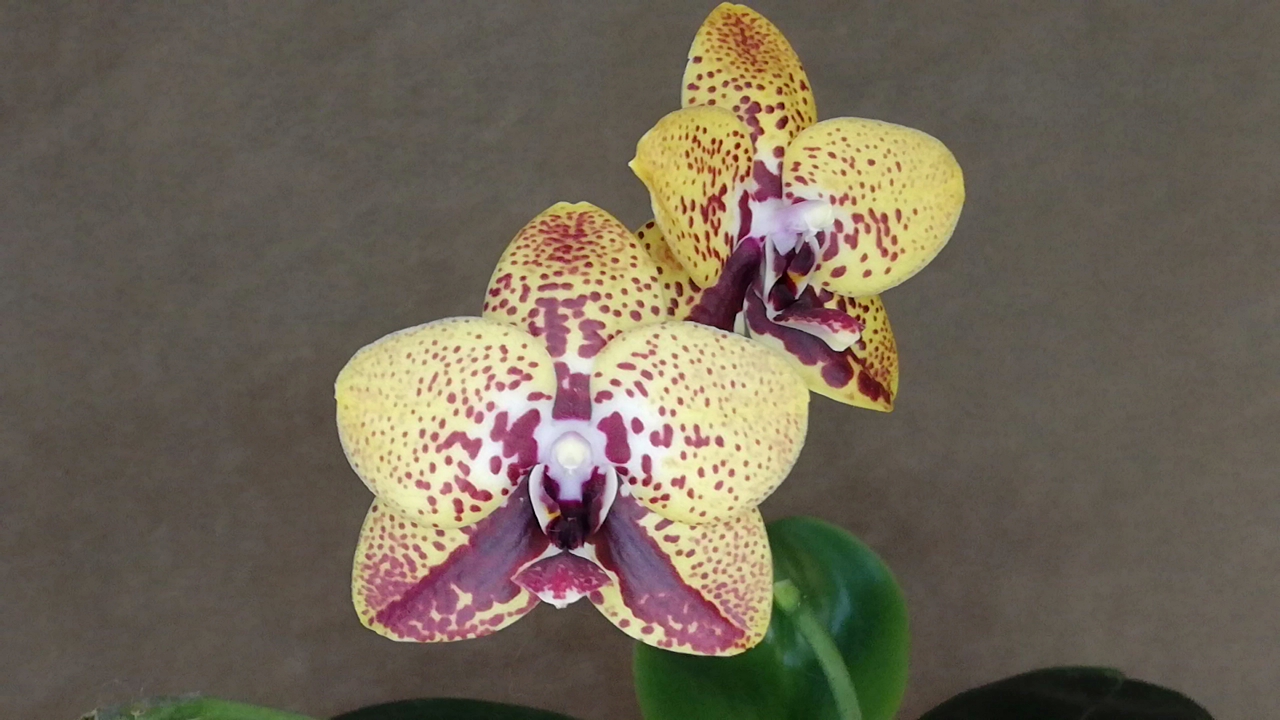 Цветение орхидеи Phalaenopsis Zheng Min Anaconda`Yaphon` Орхидея Анаконда. Уход в домашних условиях.