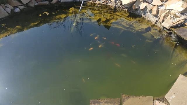 Карпы кои в пруду, кормление. смотреть онлайн