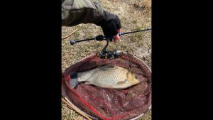 Большие караси на Гаммарус nano spin MSK 0.1-0,6 gr 1.86m