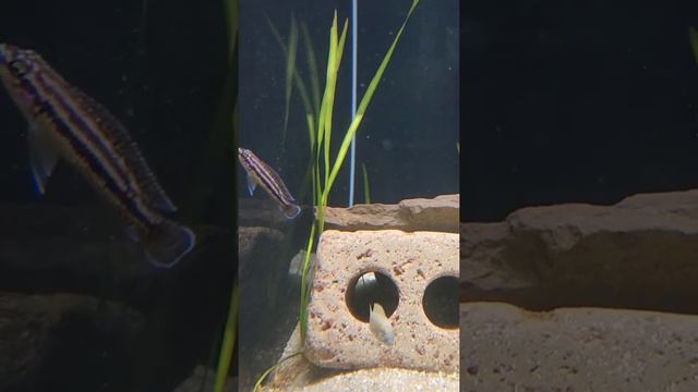 Julidochromis Dickfeldi Rock Dwelling Cichlid From Lake Tanganyika