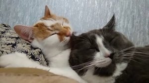 Коты вылизывают друг друга