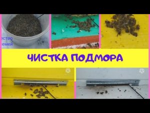 Зимовка Пчел. Чистка летков от подмора. Апидомик (Bee.)