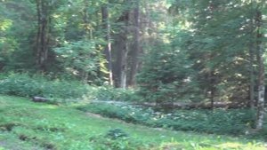 СВЯТОЙ ИСТОЧНИК  на Тверской земле \ Святой родник в лесу \ Источник и купель в лесу