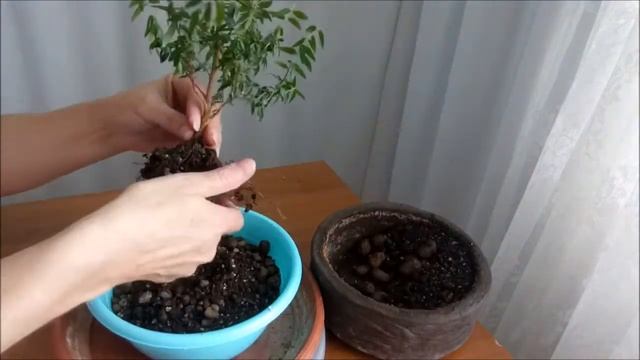 Мирт / Mȳrtus #1 Лето 2021 #Mȳrtus #bonsai #BonsaiNaBalkone смотреть онлайн