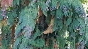 Какого размера будут Кипарисовики