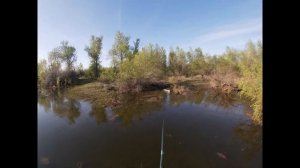 Карась выпрыгивает из воды. The fish jumps out of the water