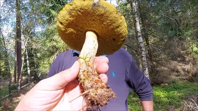 Suillellus mendax - Pierwszy raz znaleziony w Polsce ? смотреть онлайн