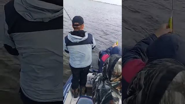 Хвост чешуя))) смотреть онлайн