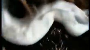 Реклама Gliss Kur 2007