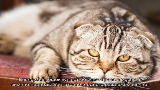 Шотландская вислоухая кошка (скоттиш фолд)