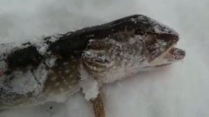 Щука мутант зимой