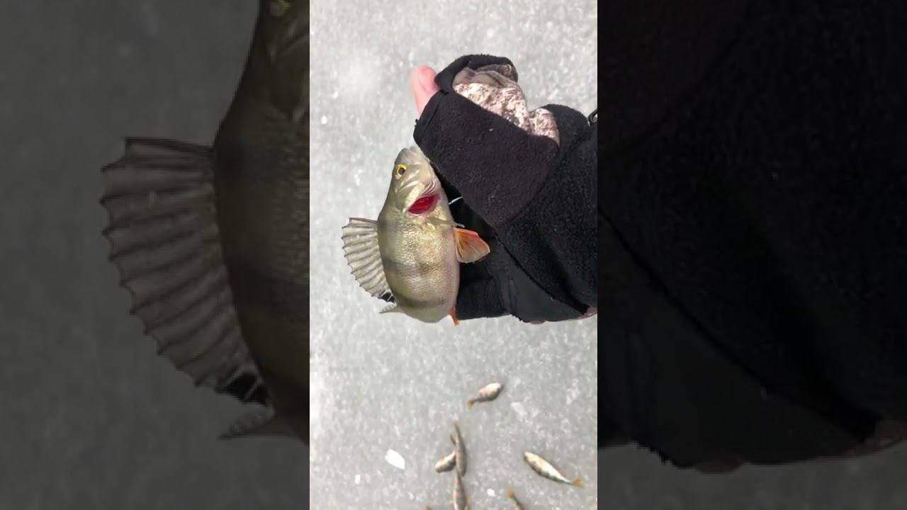 ОКУНЬ ПО ПЕРВОМУ ЛЬДУ на ЧЁРТИК смотреть онлайн