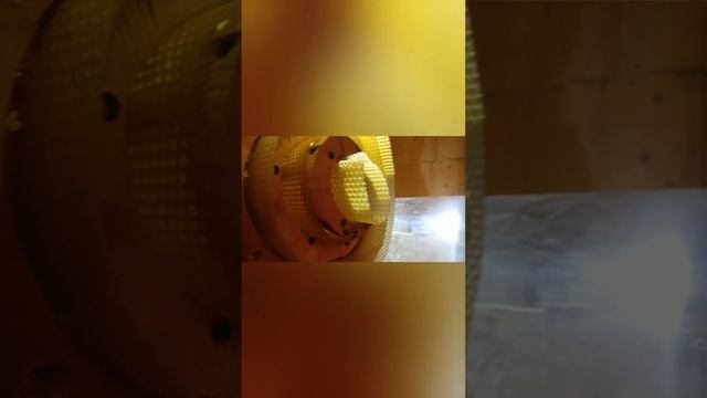 Бутылочное пчеловодство?моя версия ,крылышкам пока нравиться жить в бутылке,предположение смотреть онлайн